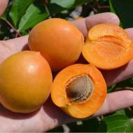 Саджанець абрикос колоновидний Принц Март в контейнері